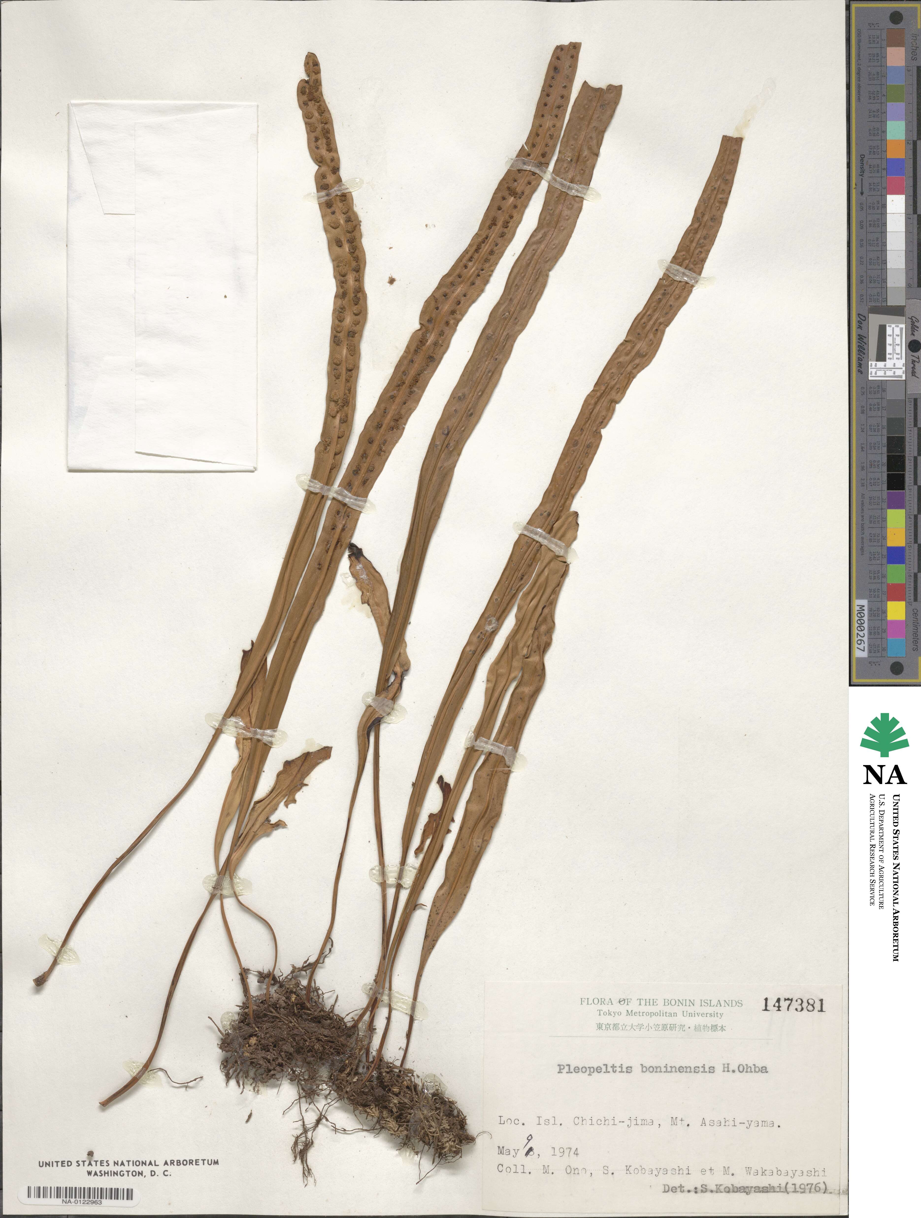 Lepisorus boninensis image