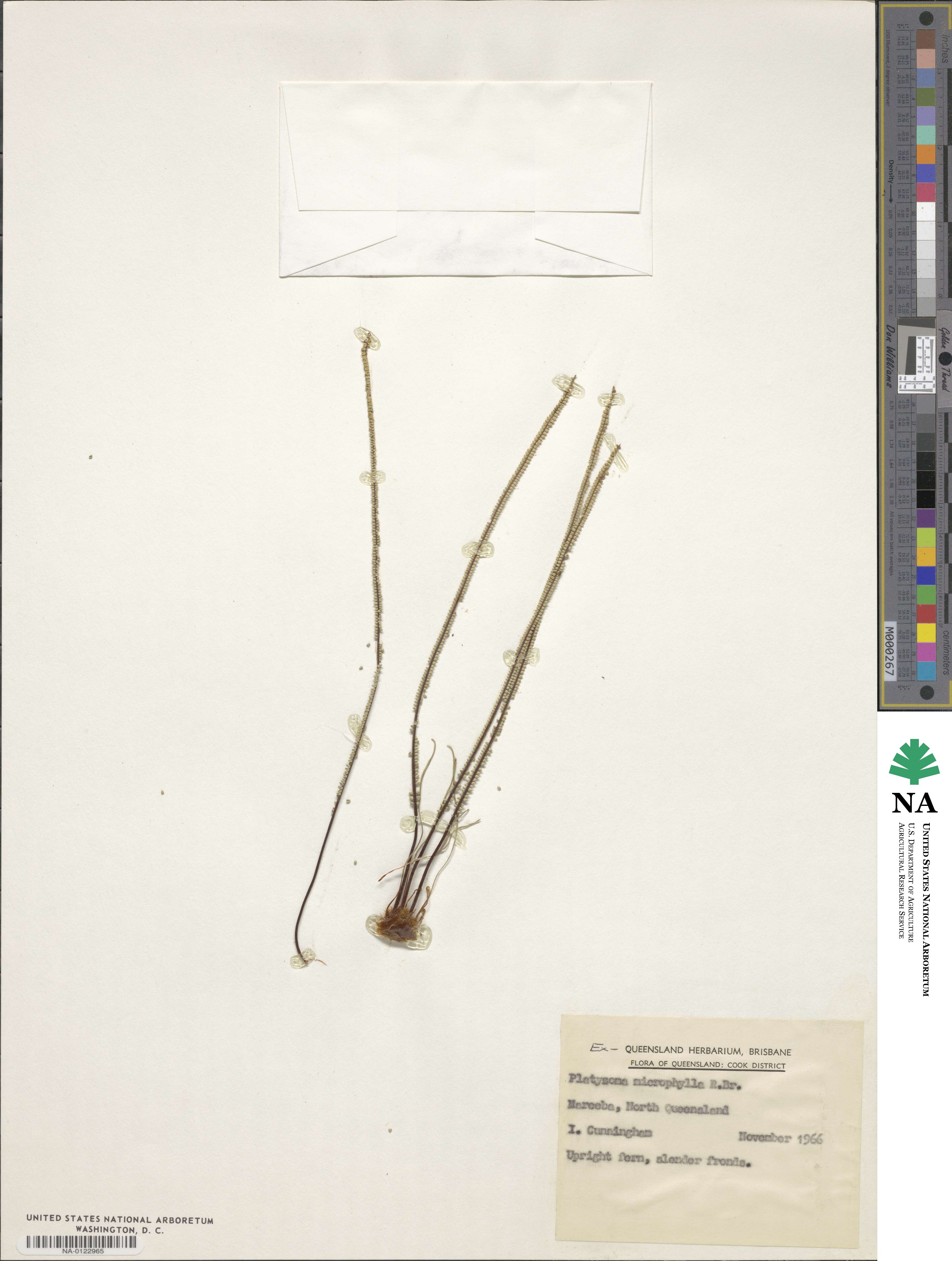 Pteris platyzomopsis image