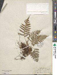 Polypodium californicum image