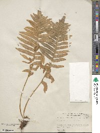 Polypodium californicum image