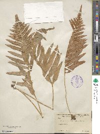 Polypodium californicum image