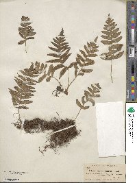 Polypodium californicum image