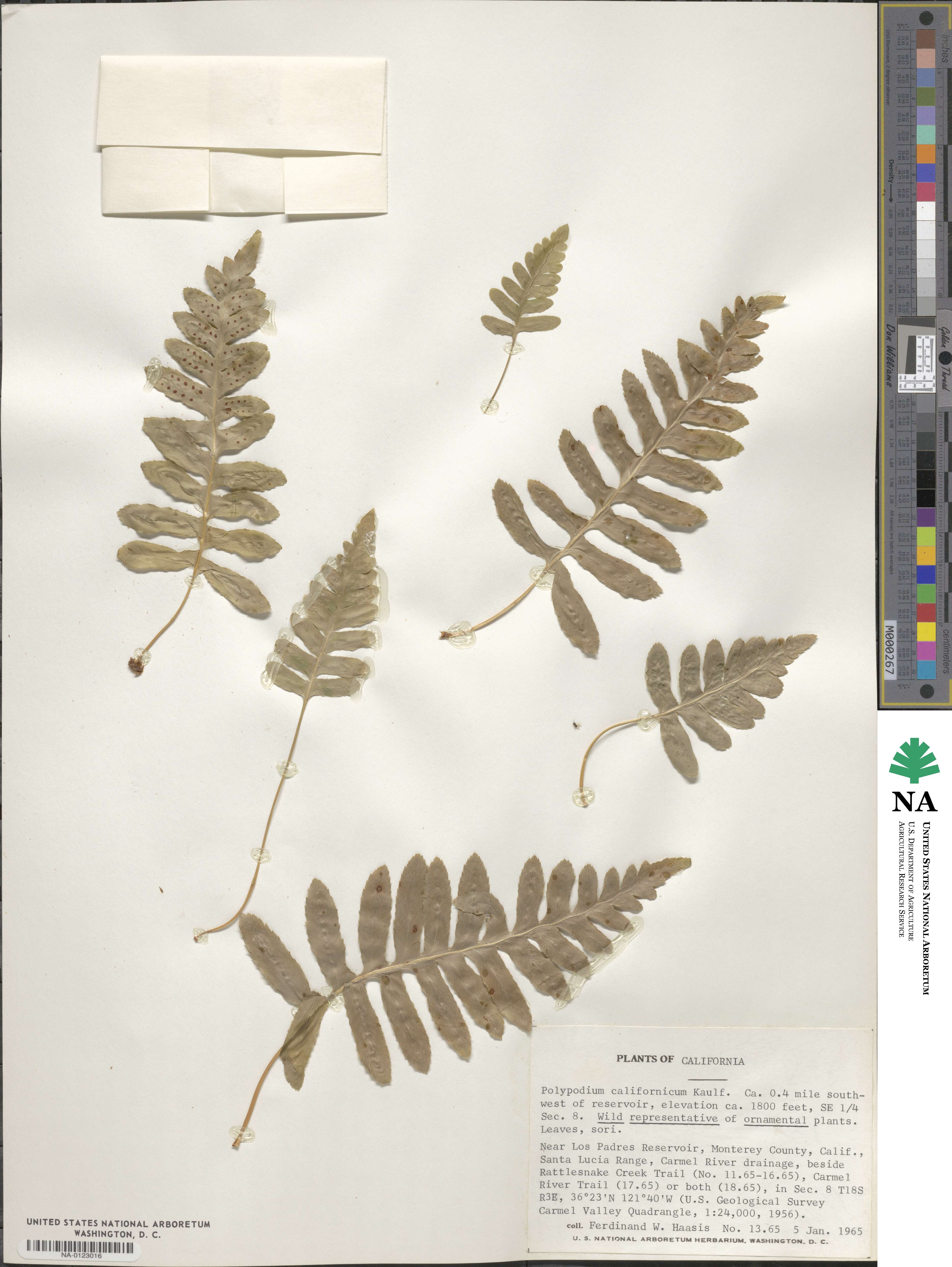 Polypodium californicum image