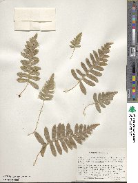 Polypodium californicum image