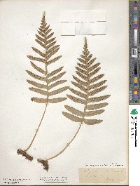 Polypodium californicum image