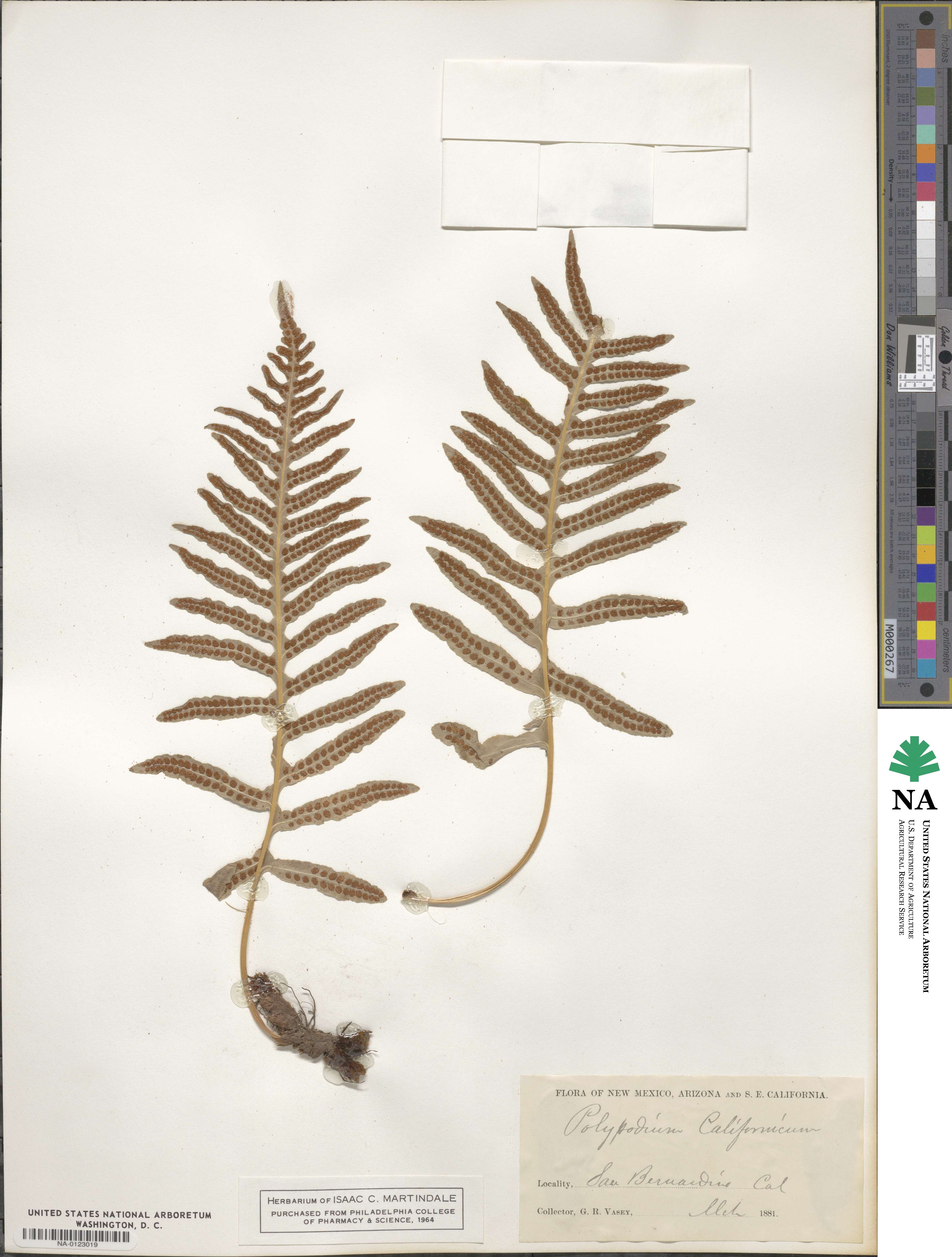 Polypodium californicum image