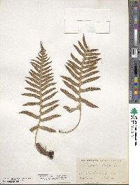 Polypodium californicum image