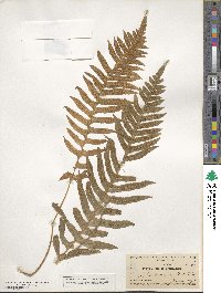 Polypodium californicum image