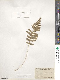 Polypodium californicum image