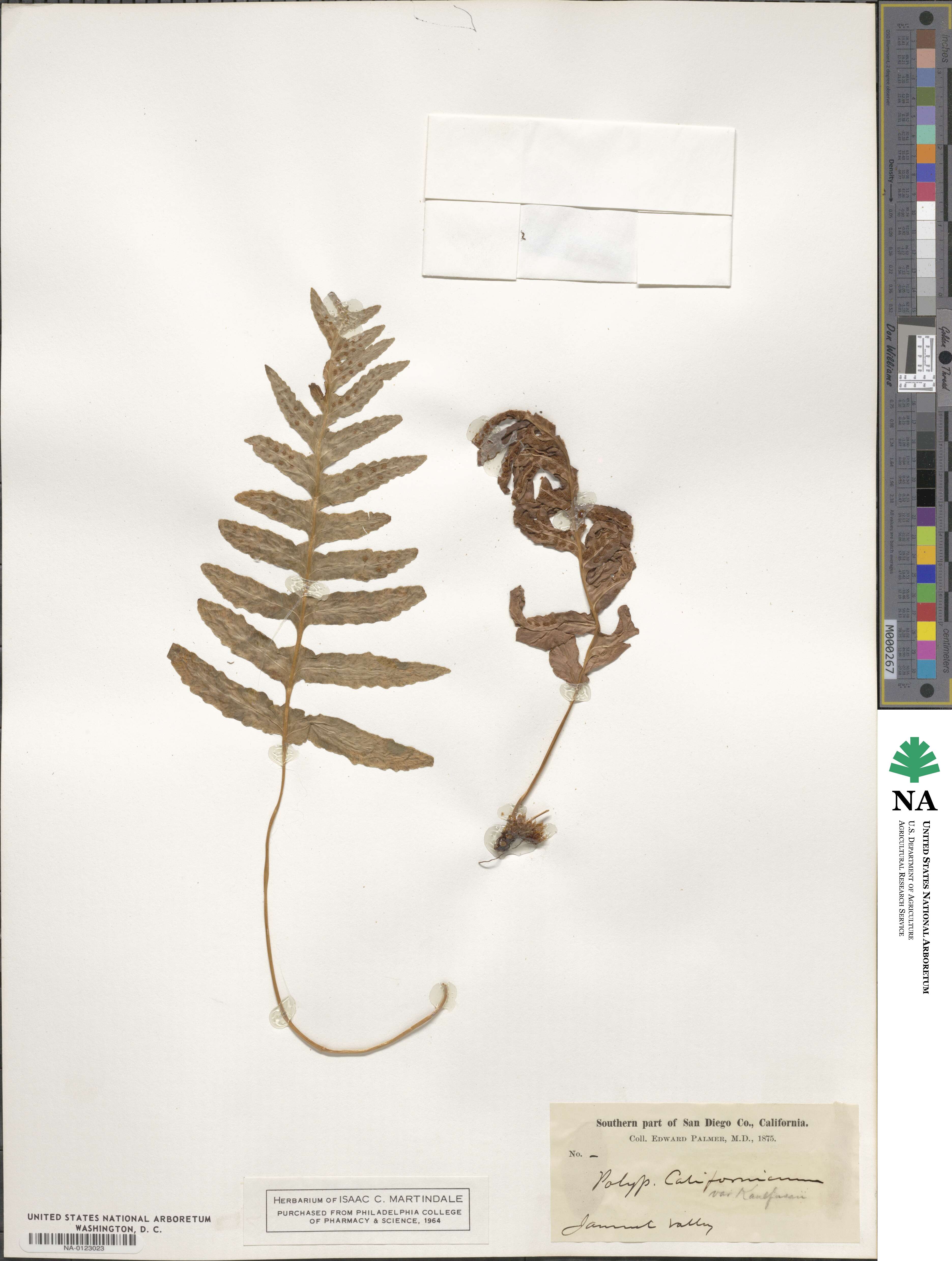 Polypodium californicum image