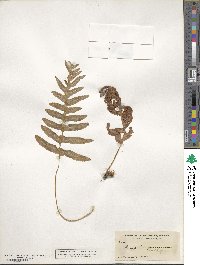 Polypodium californicum image