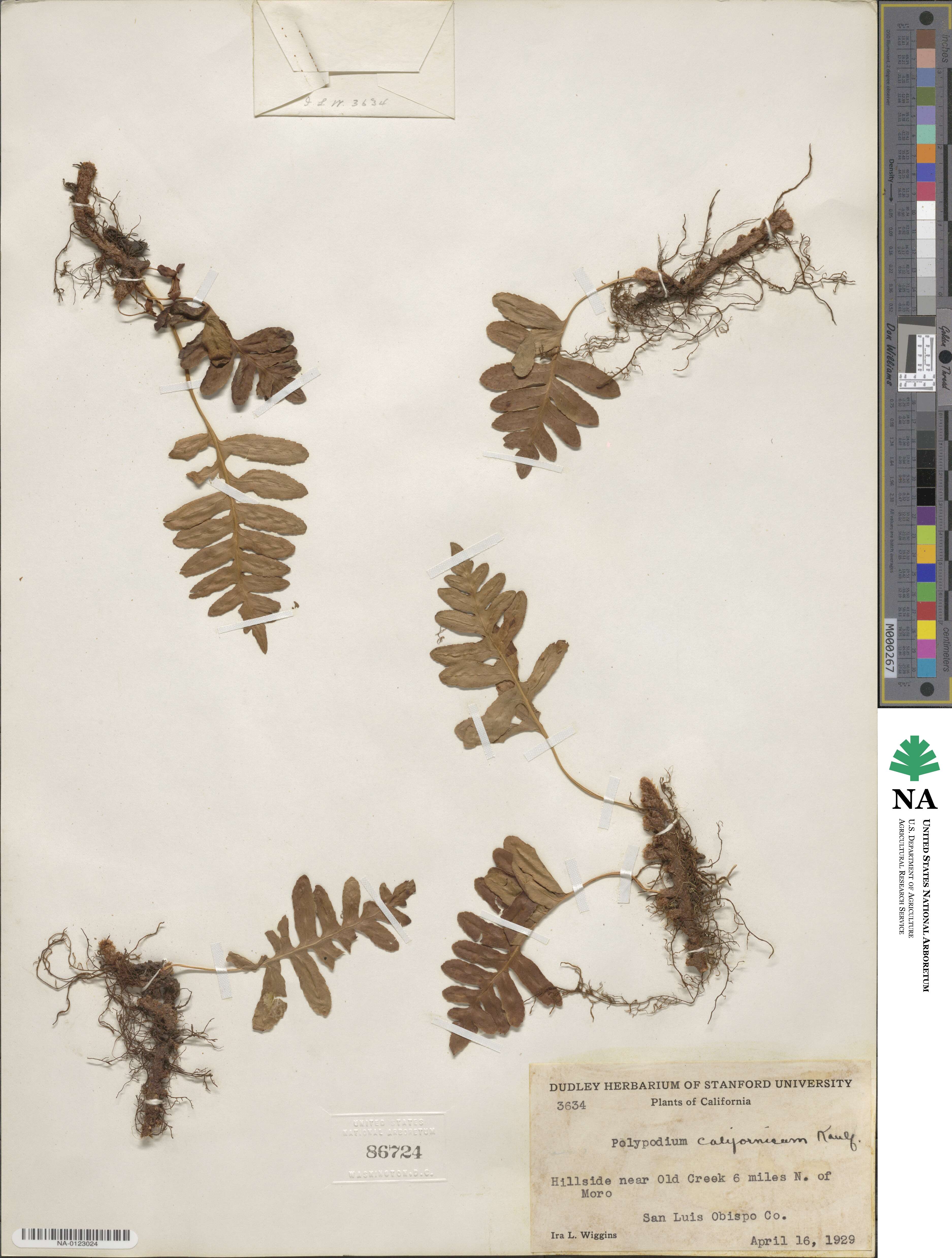 Polypodium californicum image