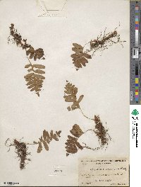 Polypodium californicum image