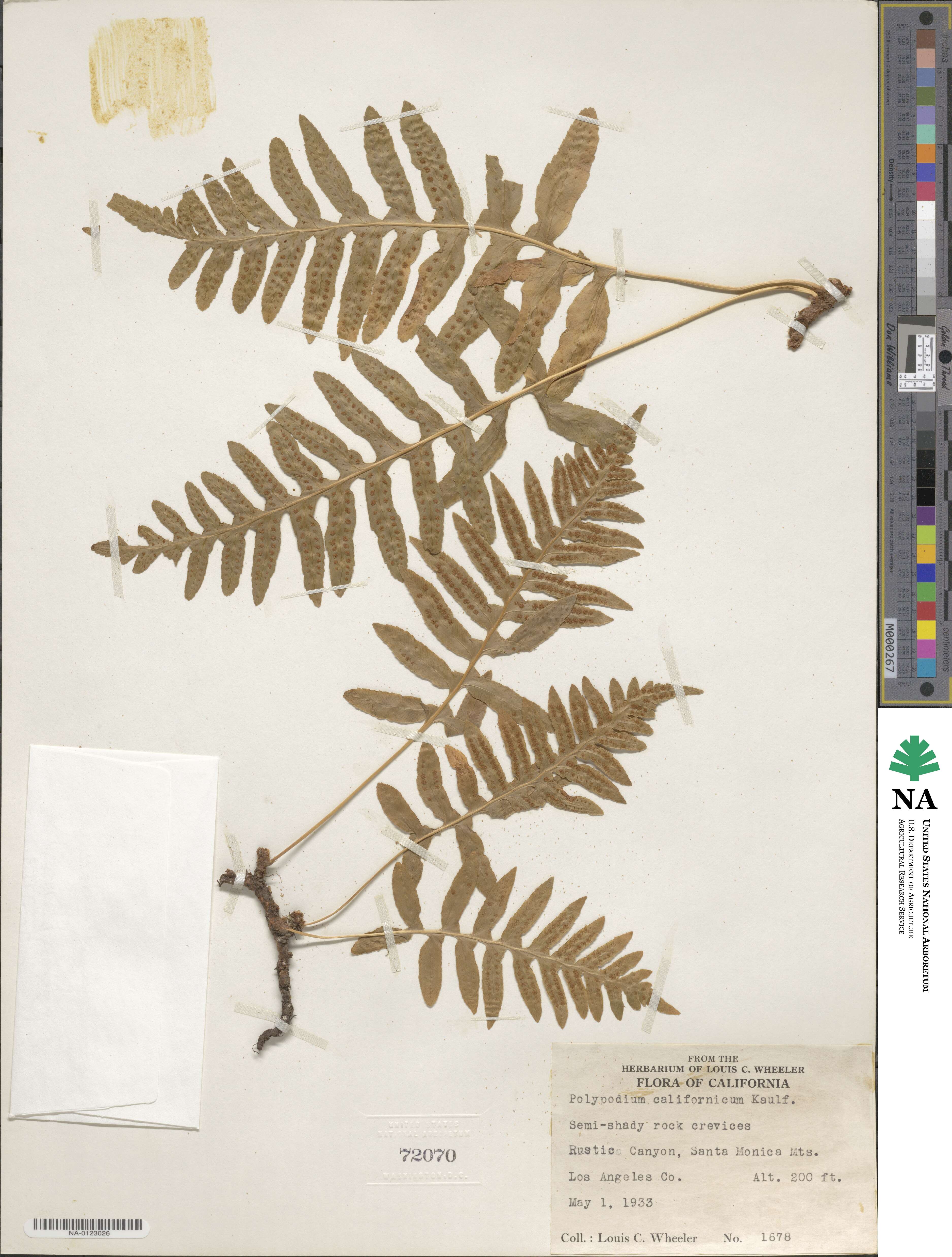 Polypodium californicum image