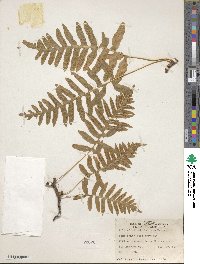 Polypodium californicum image