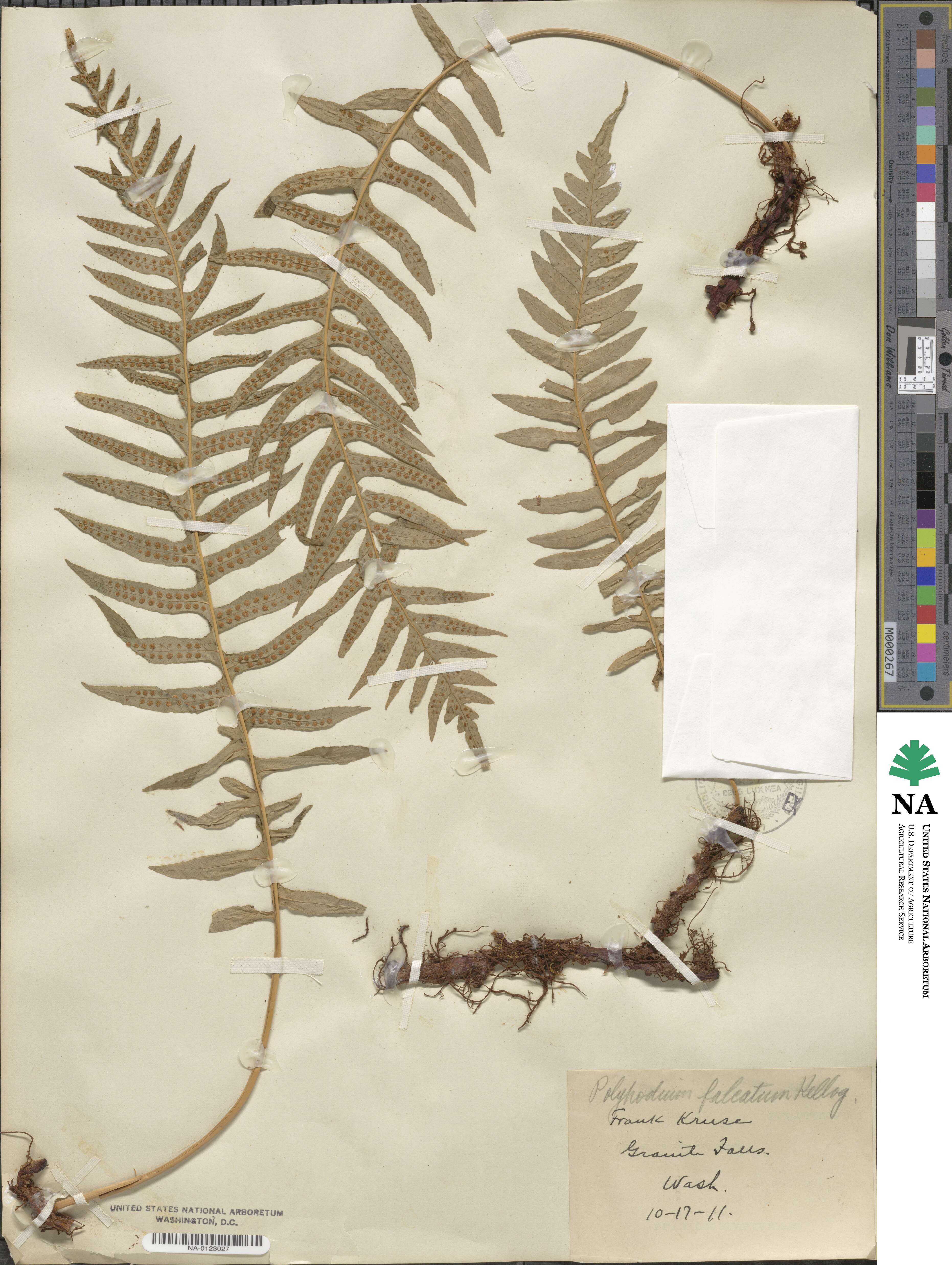 Polypodium falcatum image