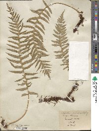 Polypodium falcatum image