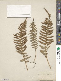 Polypodium falcatum image