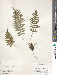 Polypodium glycyrrhiza image