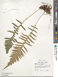 Polypodium glycyrrhiza image