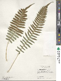 Polypodium glycyrrhiza image