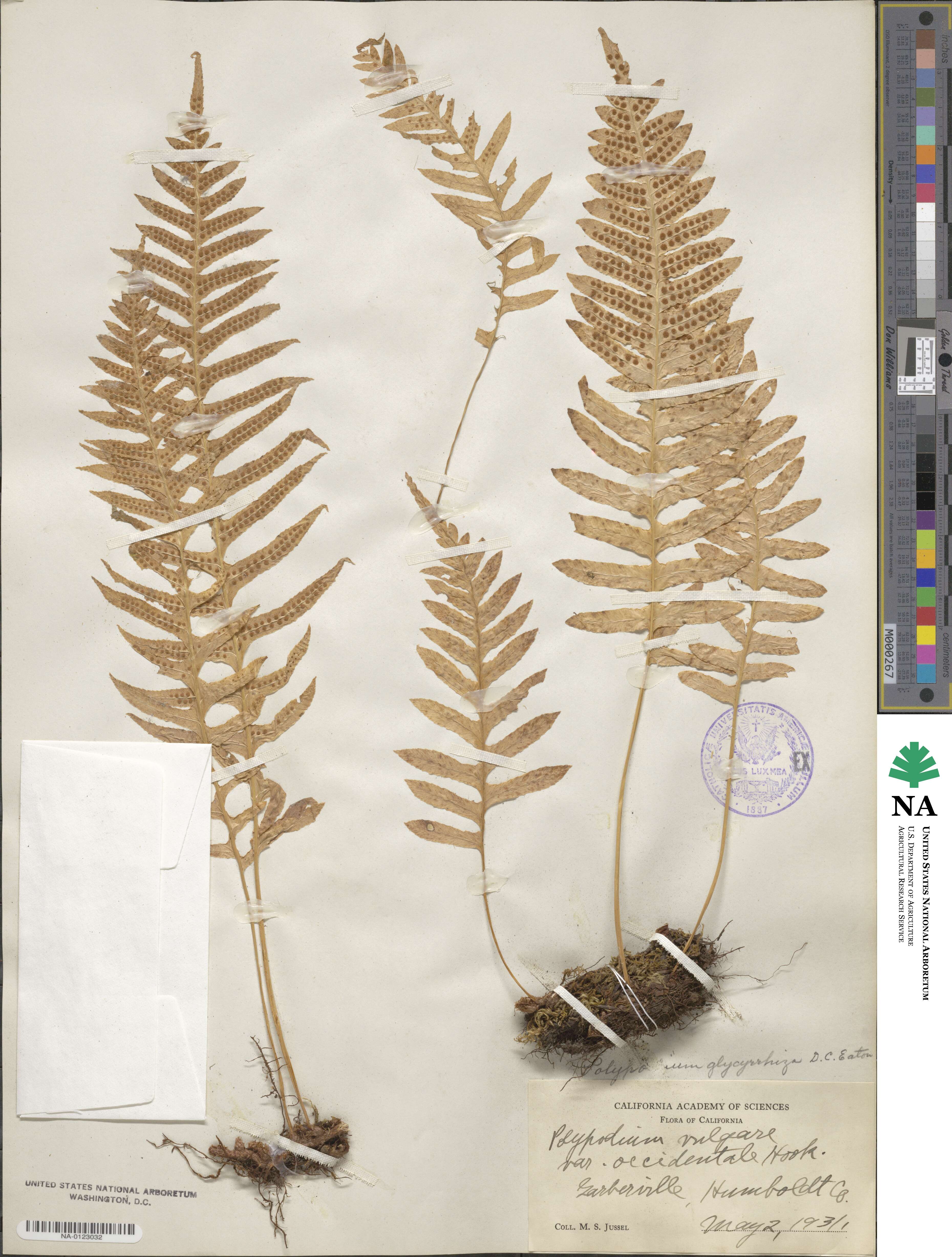 Polypodium glycyrrhiza image