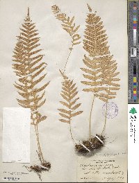 Polypodium glycyrrhiza image