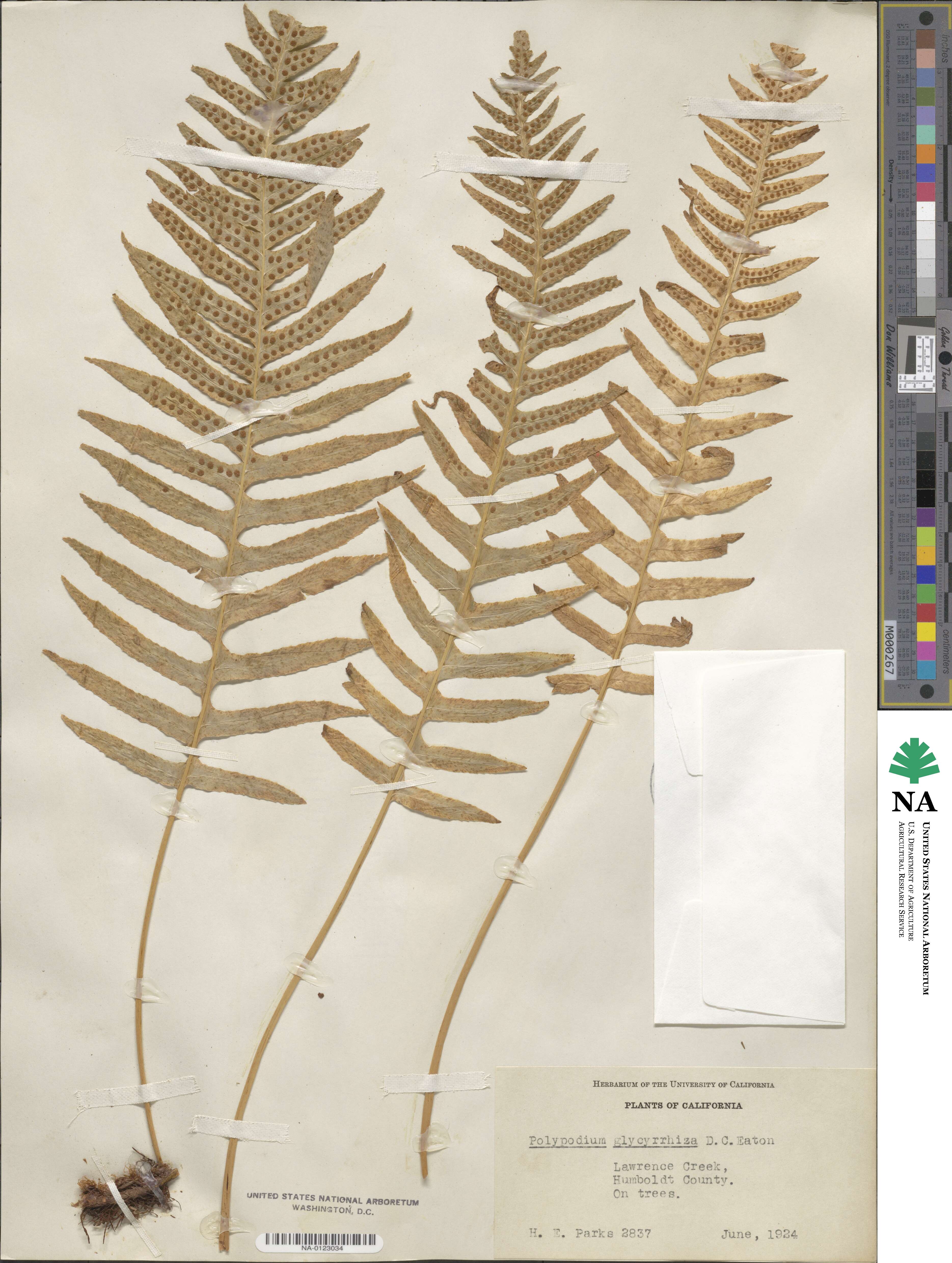 Polypodium glycyrrhiza image