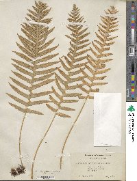 Polypodium glycyrrhiza image