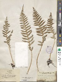 Polypodium glycyrrhiza image