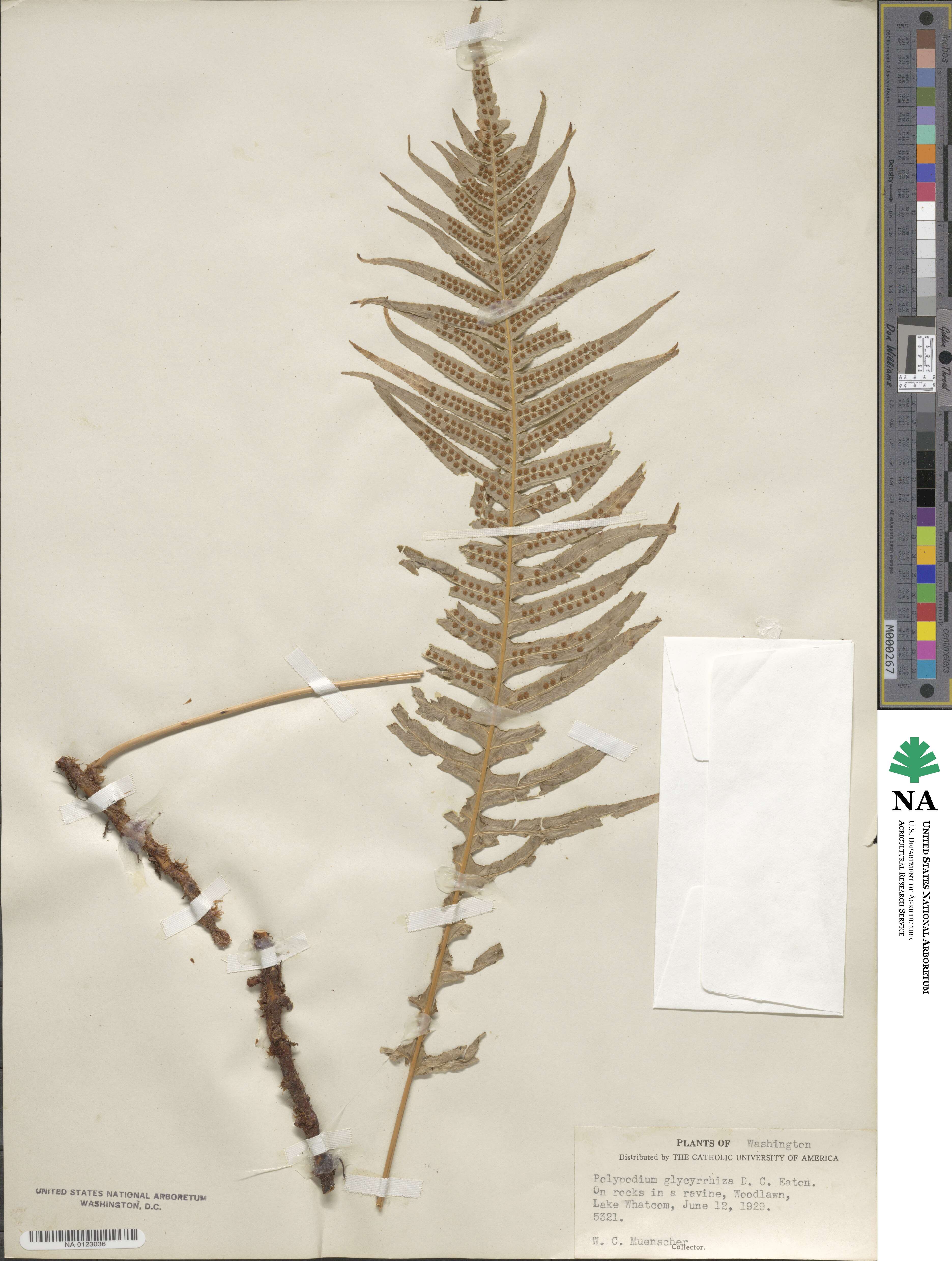 Polypodium glycyrrhiza image