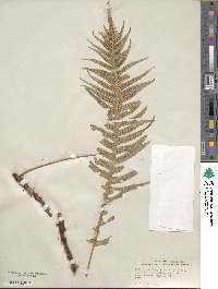 Polypodium glycyrrhiza image