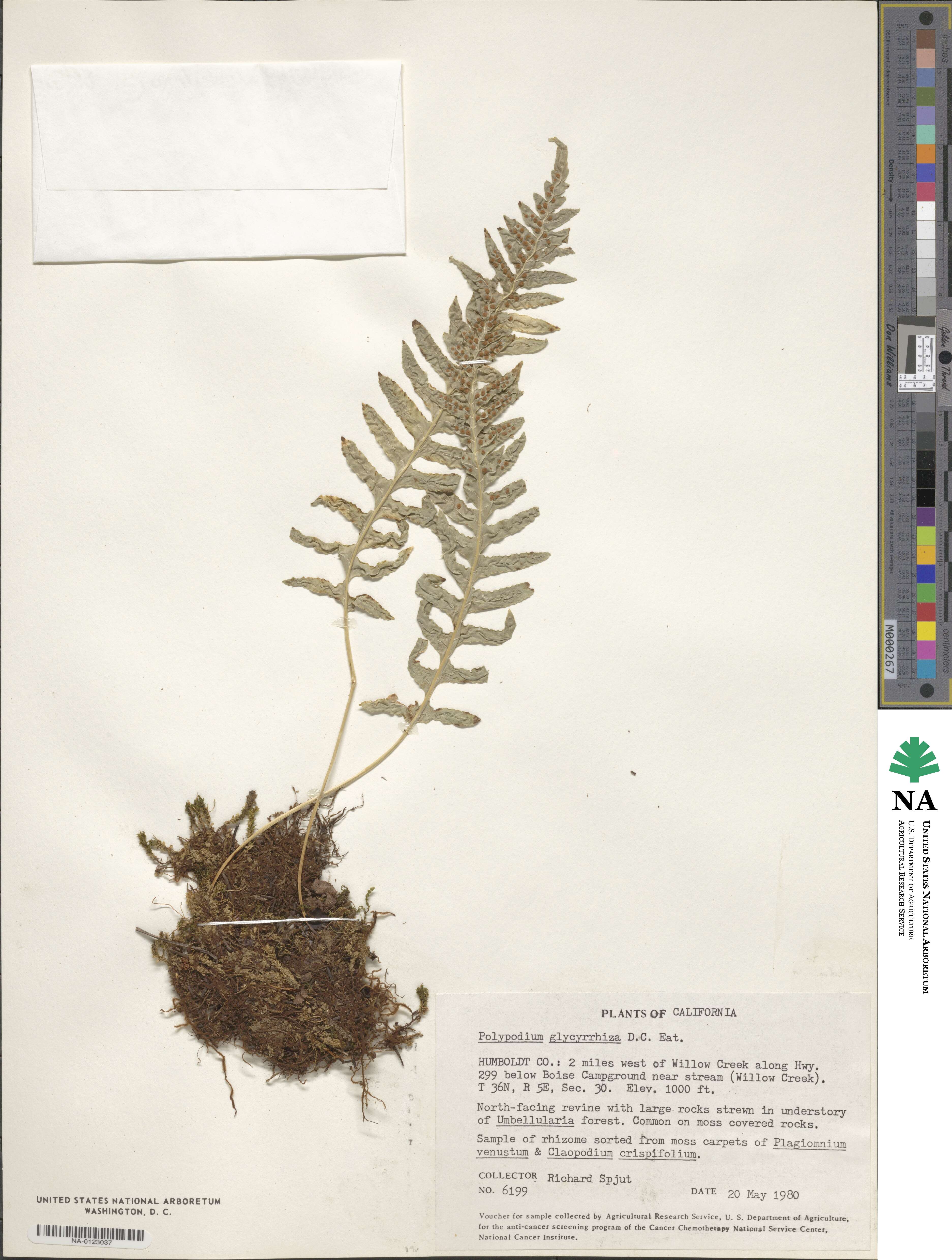 Polypodium glycyrrhiza image
