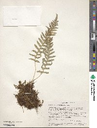 Polypodium glycyrrhiza image