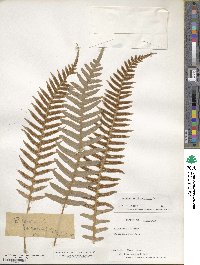 Polypodium glycyrrhiza image