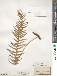 Polypodium glycyrrhiza image