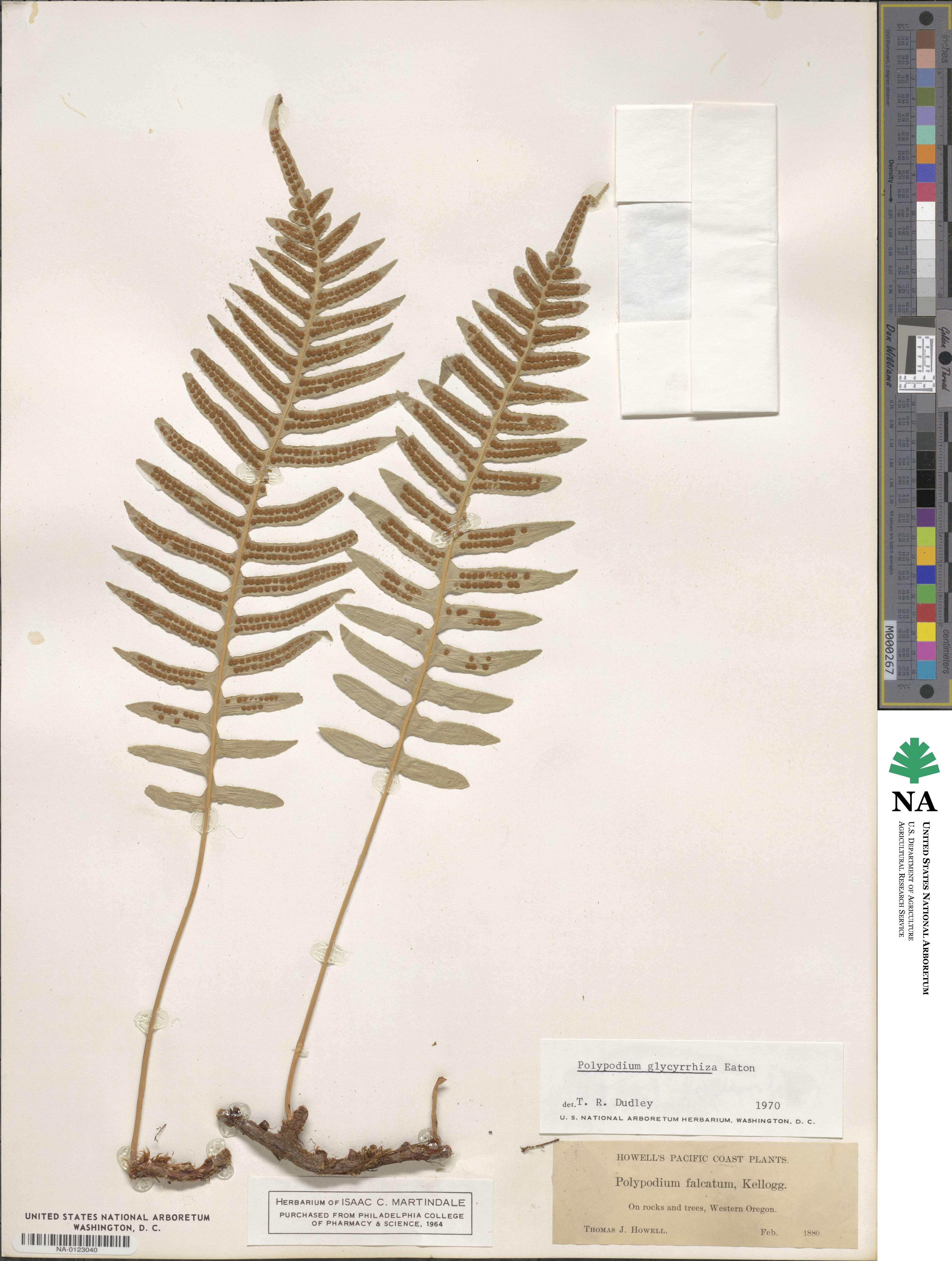 Polypodium glycyrrhiza image