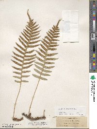 Polypodium glycyrrhiza image