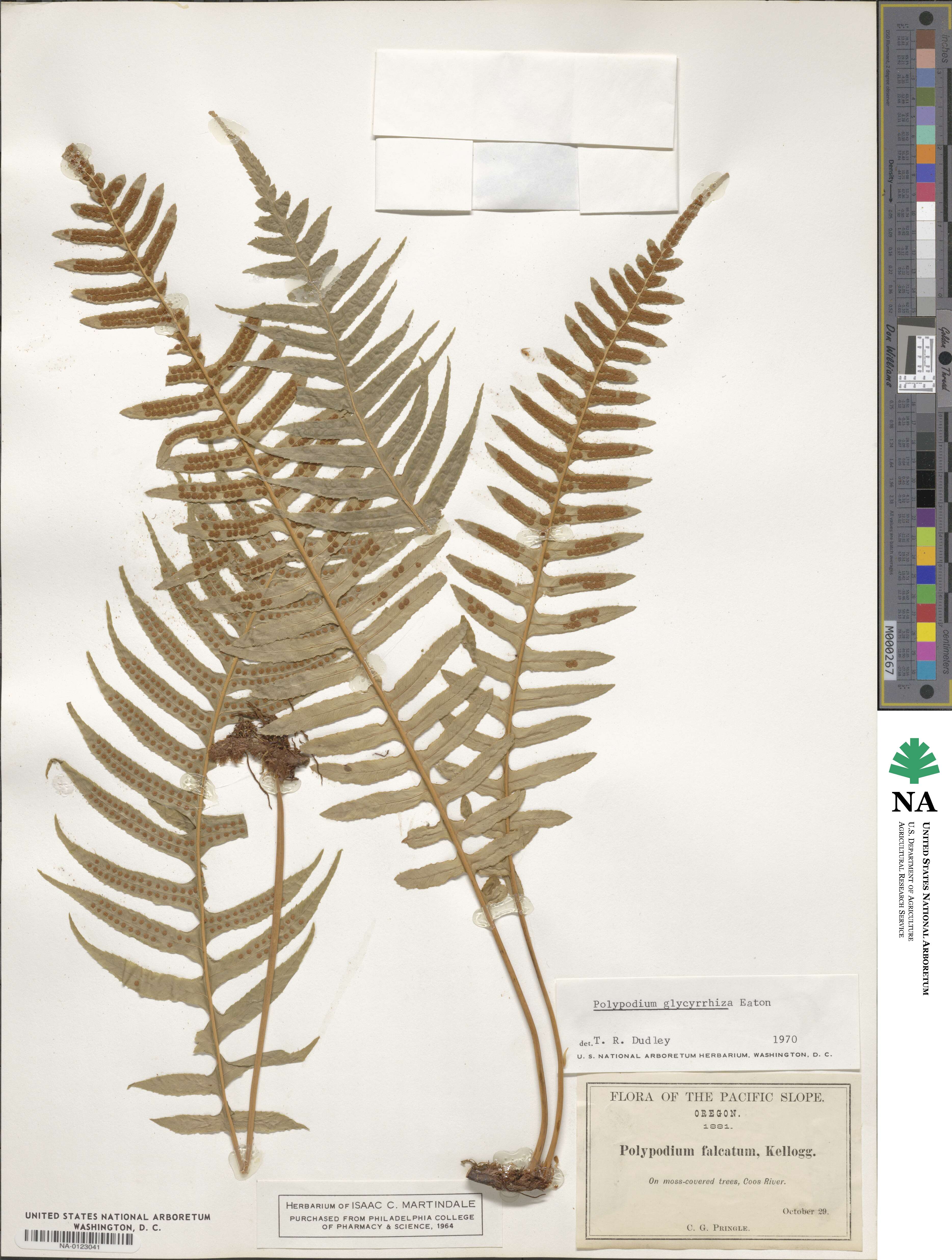 Polypodium glycyrrhiza image