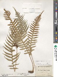 Polypodium glycyrrhiza image