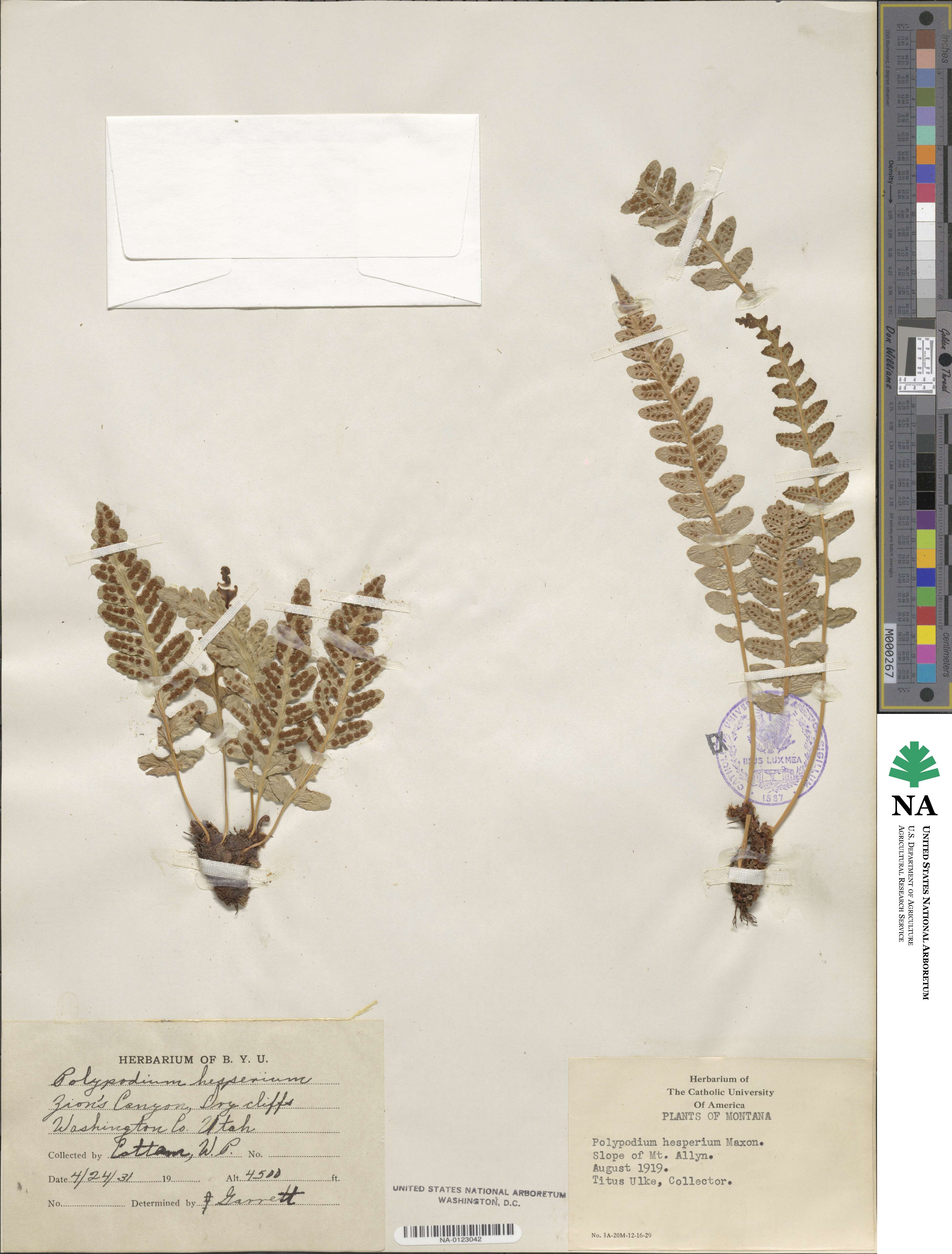 Polypodium hesperium image