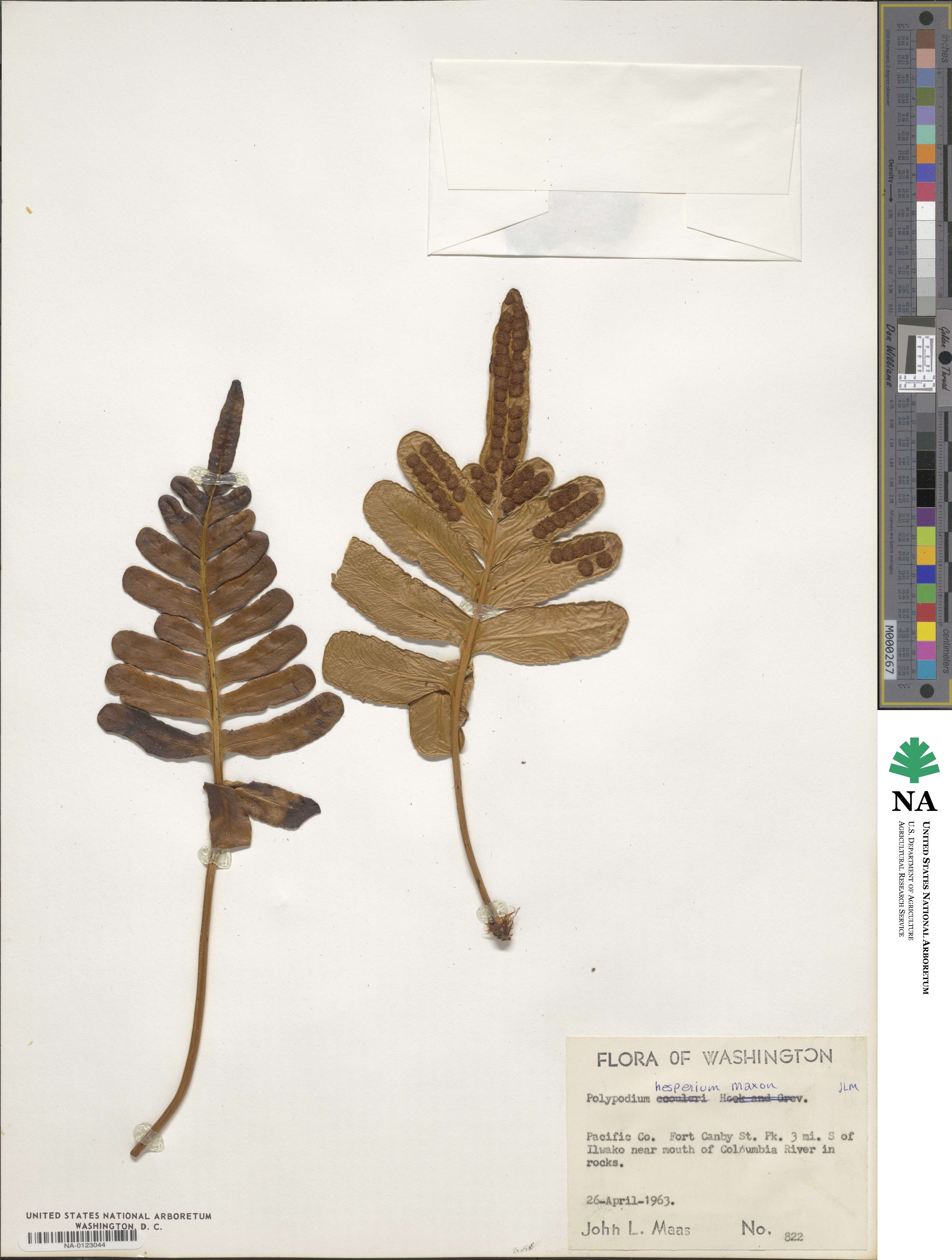 Polypodium hesperium image