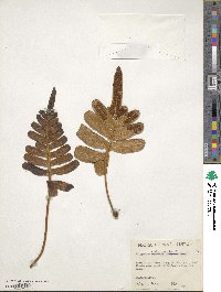 Polypodium hesperium image