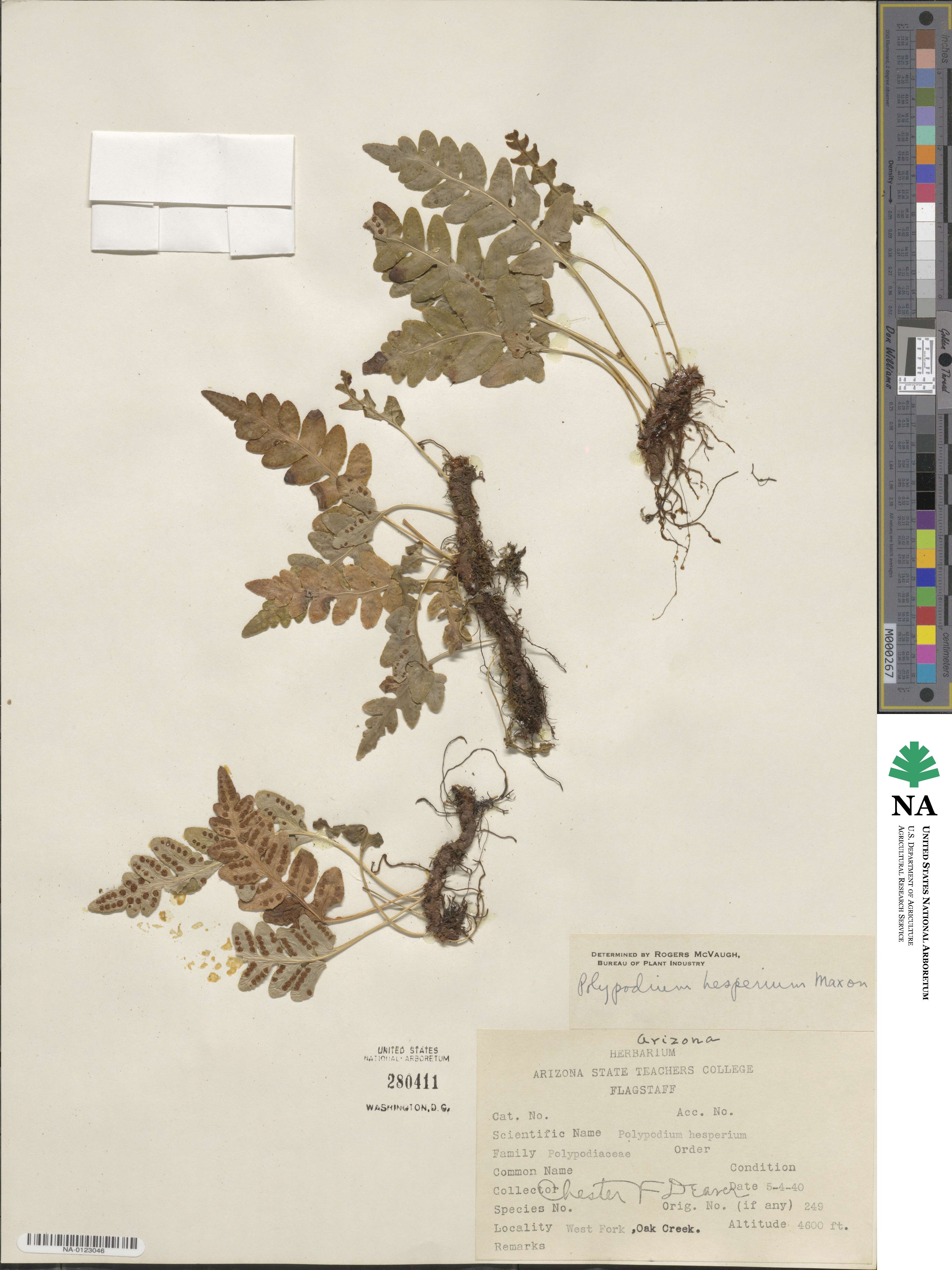 Polypodium hesperium image