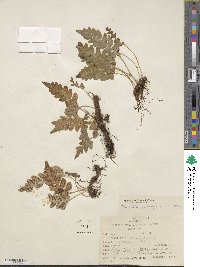 Polypodium hesperium image