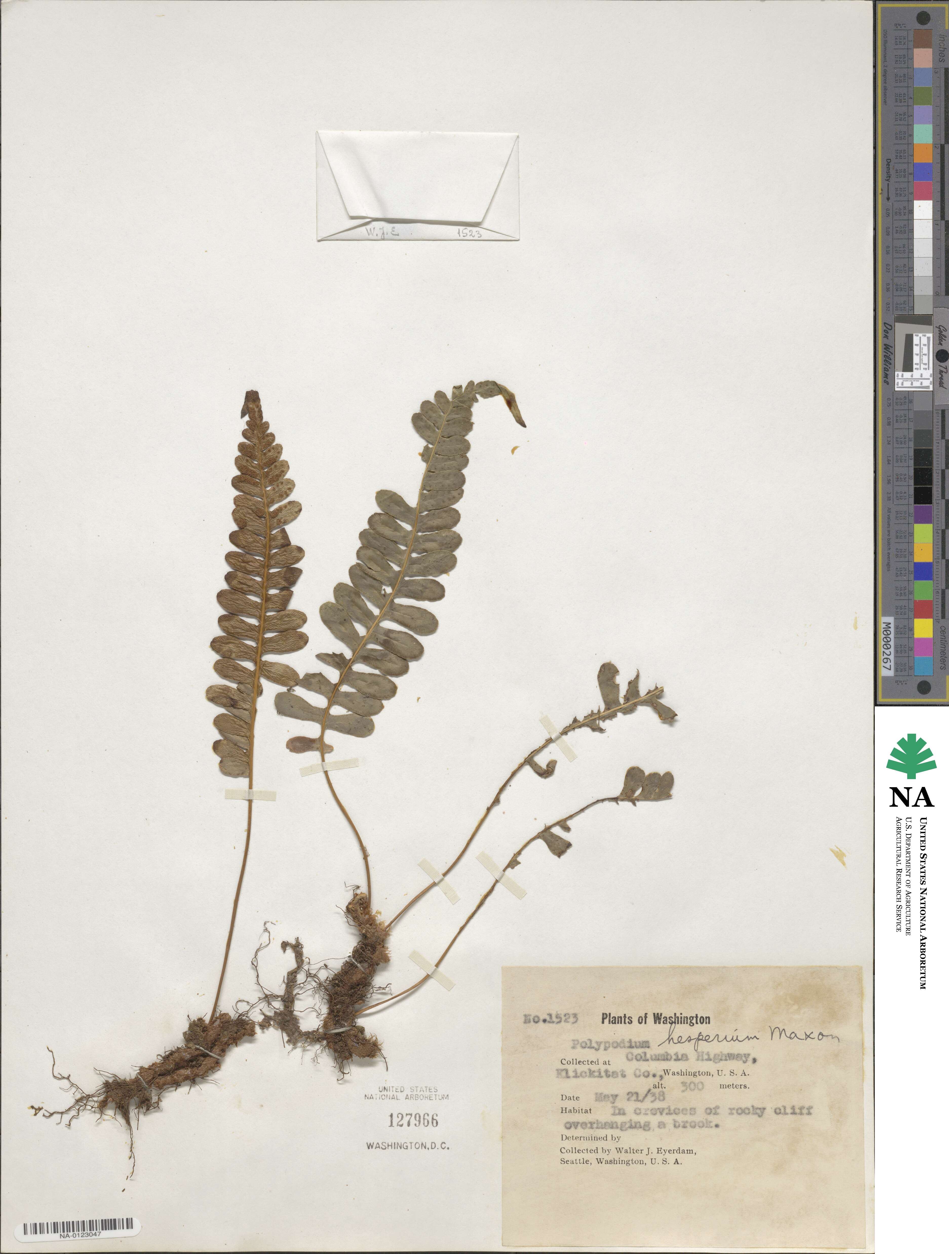 Polypodium hesperium image