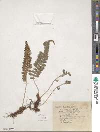 Polypodium hesperium image