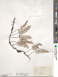 Pleopeltis polypodioides image