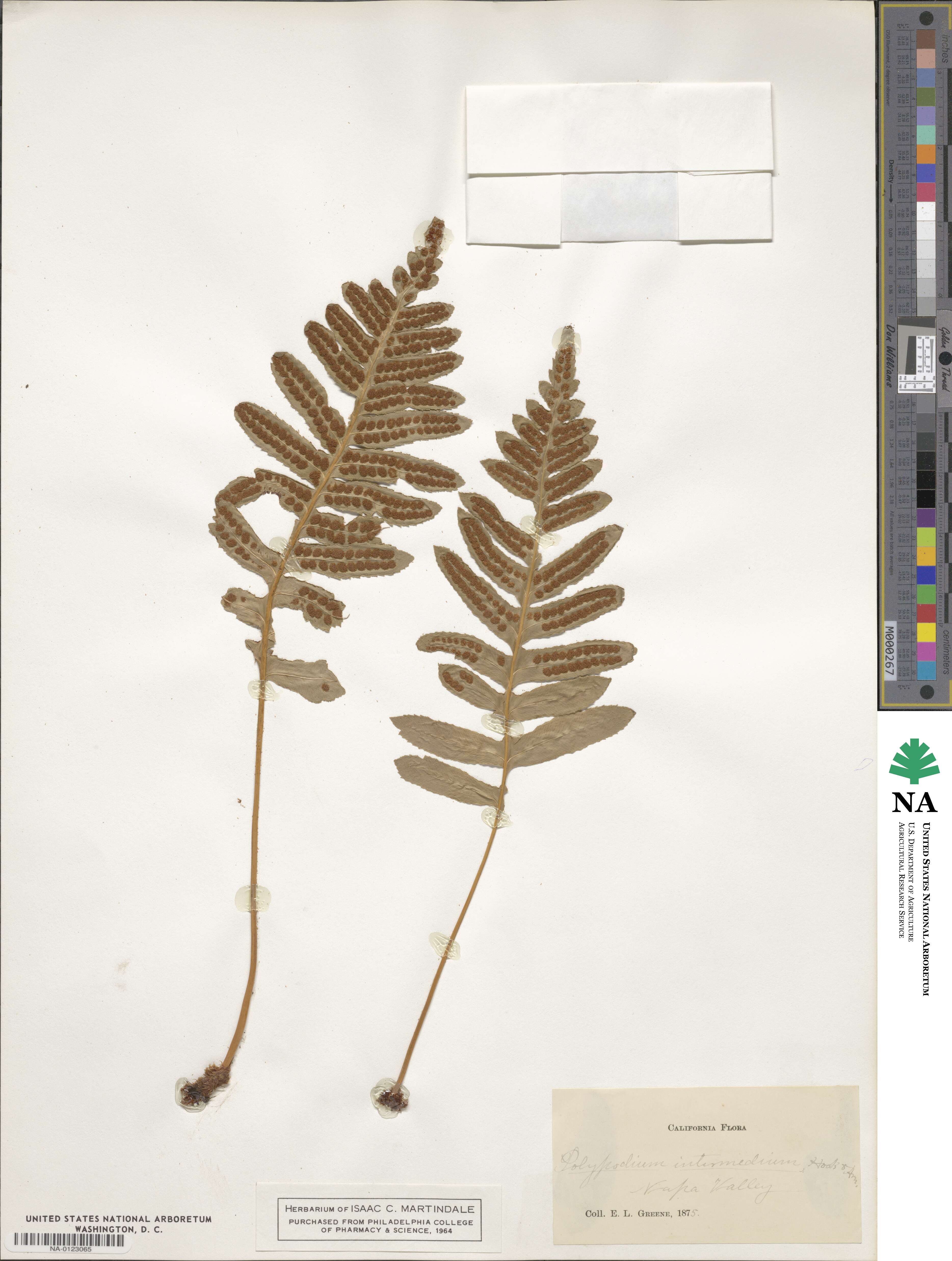 Polypodium intermedium image