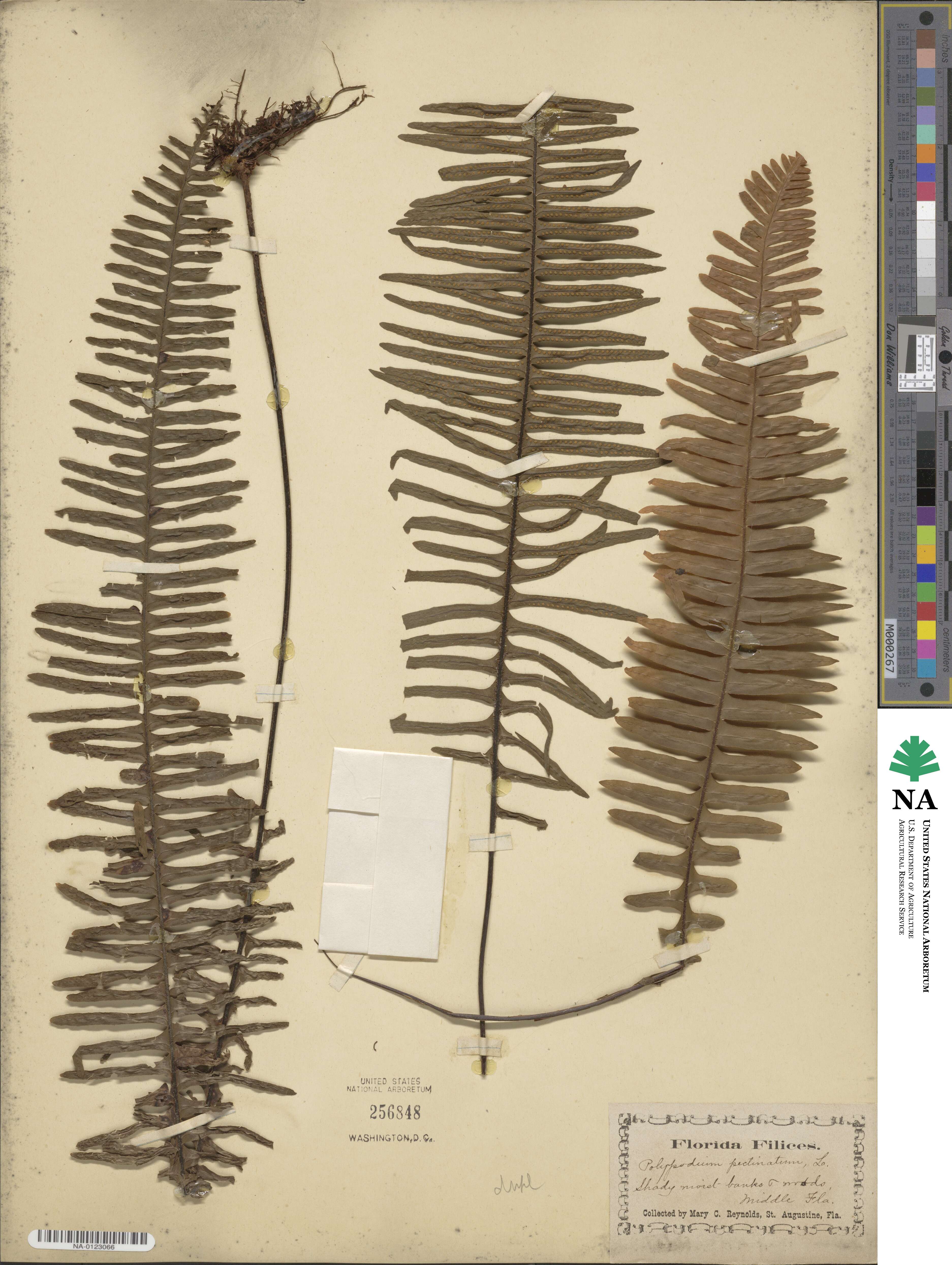 Polypodium pectinatum image